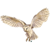 Beautiful barn owl in flight