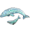 Gray Whale
