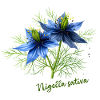 Nigella sativa - botanical illustration