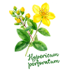 Hypericum perforatum - botanical illustration
