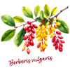 Berberis vulgaris – botanical illustration