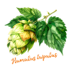 Humulus lupulus - botanical illustration
