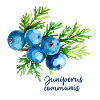 Juniperus communis - botanical illustration