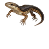 Skinke Skink