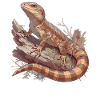 Skinke Skink