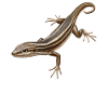 Skinke Skink