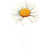 Daisy Flower with Love Script