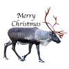 Joyeux Noël