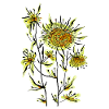 Fleur