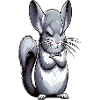 Chinchilla Chinchillas Chinchilla Owner Rodent