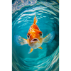Curious Goldfish Stare