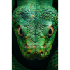 Regard de serpent vert hypnotique