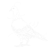 Pigeon Race Pigeon Pigeons