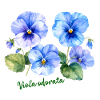 Viola odorata - illustration botanique