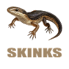 Skinke Skink