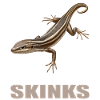 Scinque Skinke
