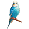 Budgie Stars