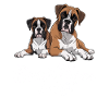 Boxer Mom For Life