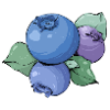 Blaubeere