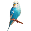 Budgerigar