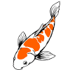 Poisson Koi
