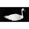 Svane