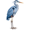 Elegant Blue Heron