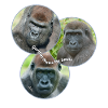 Gorillas Make Me Smile
