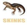 Scinque Skinke