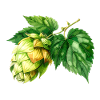 Houblon - aquarelle
