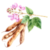Haricots réguliers – aquarelle
