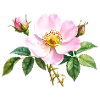 Wilde Rose - Aquarell