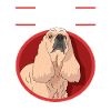 Cocker américain Propriétaire d’un chien