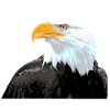 Bald Eagle Bird Statement Cool Animals