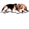 Beagle Dad