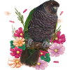 The Imperial Parrot