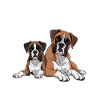Life's Better With Boxers
