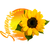 summertime sunflower