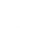 Nasty, bad-tempered shark