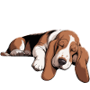 Basset Hound Nope