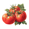Tomate