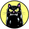 Black cat