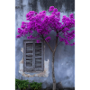 Vibrant Blossom Against Rustic Wall