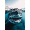Mega Shark Close-Up Encounter