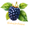 Blackberry – Botanical Watercolor in Vintage Style