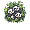 Three pandas in bamboo