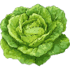 Salade