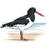 Oystercatcher Haematopus Ostralegus