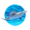 Dauphin