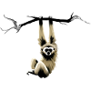 Gibbon